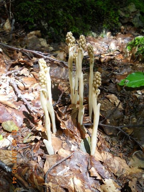 ... vogliamo abbronzarci!